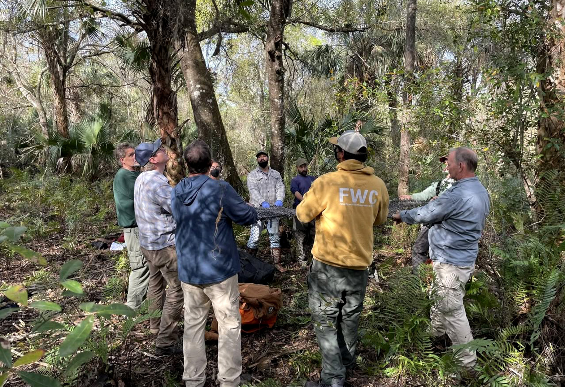 Florida researchers hold a net to catch a treed cougar.