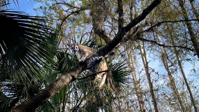 This Florida Panther Is the Fattest Cat Ever Captured in the State