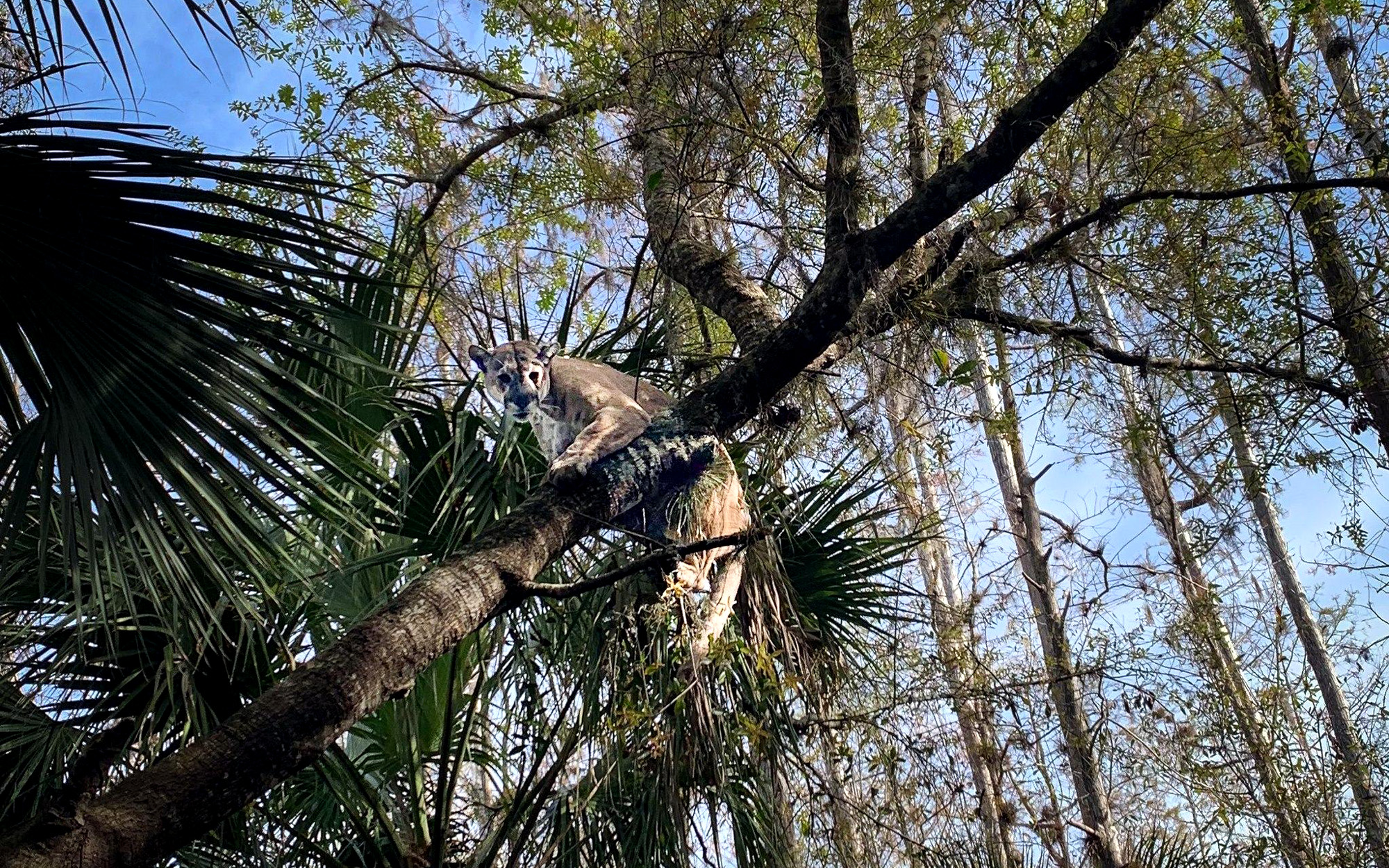 A large male Florida panther in a tree.