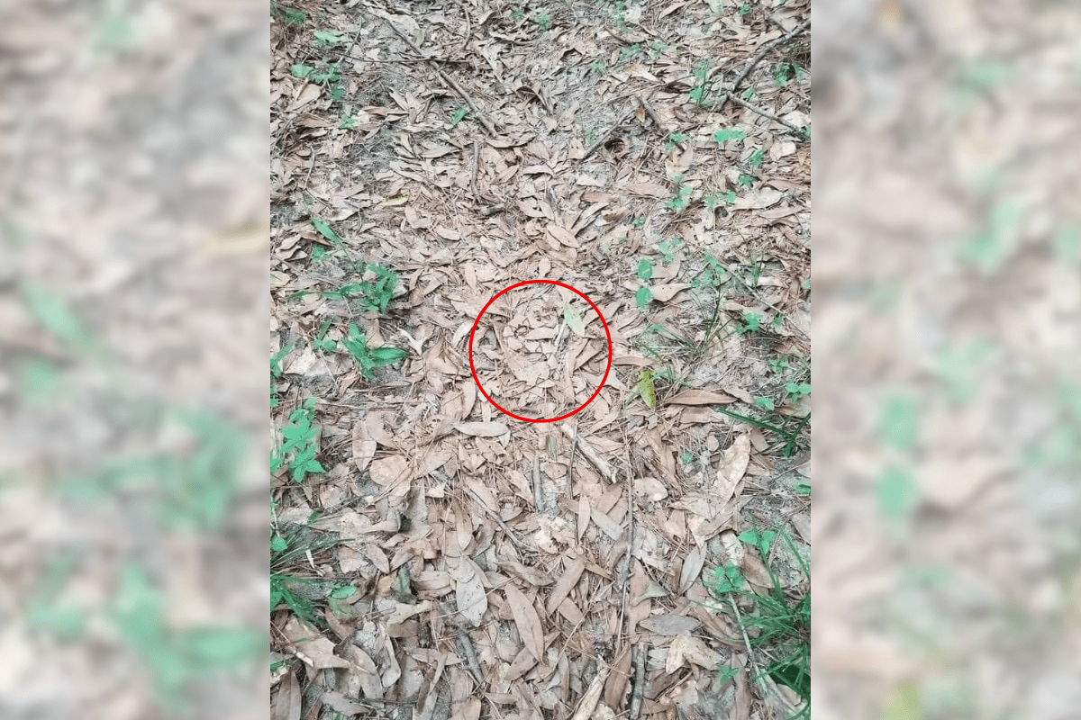 find the copperhead snake answer