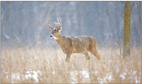 Tom Venesky: Timing of new CWD cases in Pennsylvania poses risk – Outdoor News