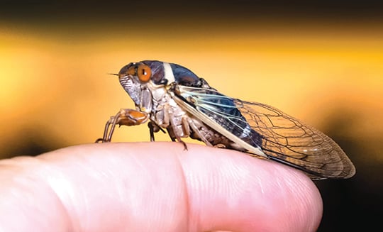 Tom Venesky: Upcoming cicada emergence a boon for fish and wildlife – Outdoor News