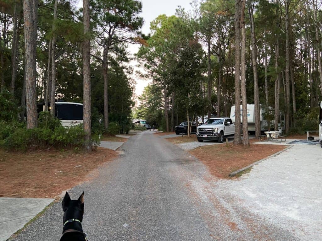 A dog looking at RV sites at Topsail Hill State Preserve.