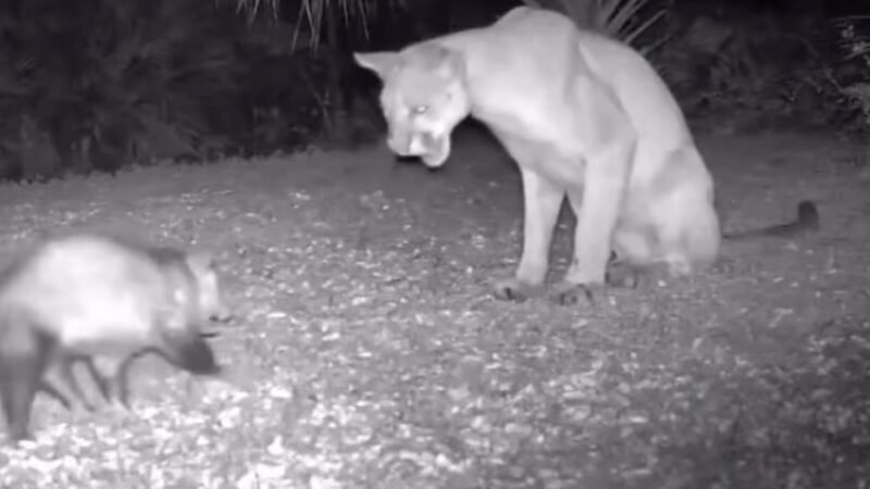 Trail Cam Drama: Florida Panther vs. Opossum