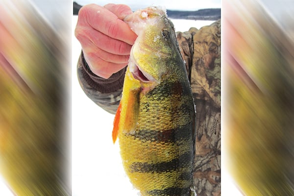 Under late ice, perch action can be hot and heavy on Pennsylvania waters – Outdoor News