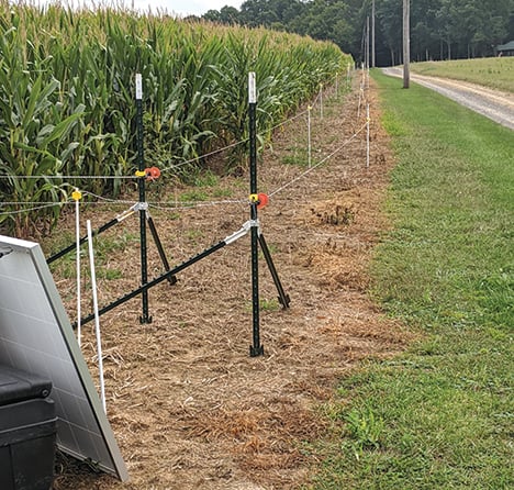 Unique fence design deters whitetails from Pennsylvania crop fields – Outdoor News