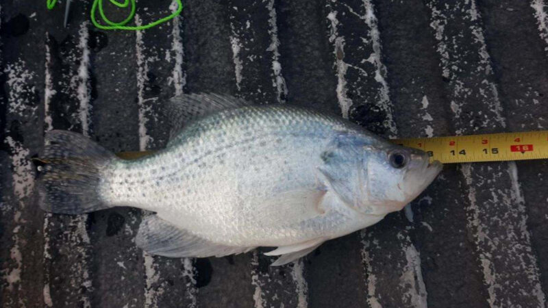 Utah Angler Who Broke State Crappie Record Says He’s Already Caught an Even Bigger One