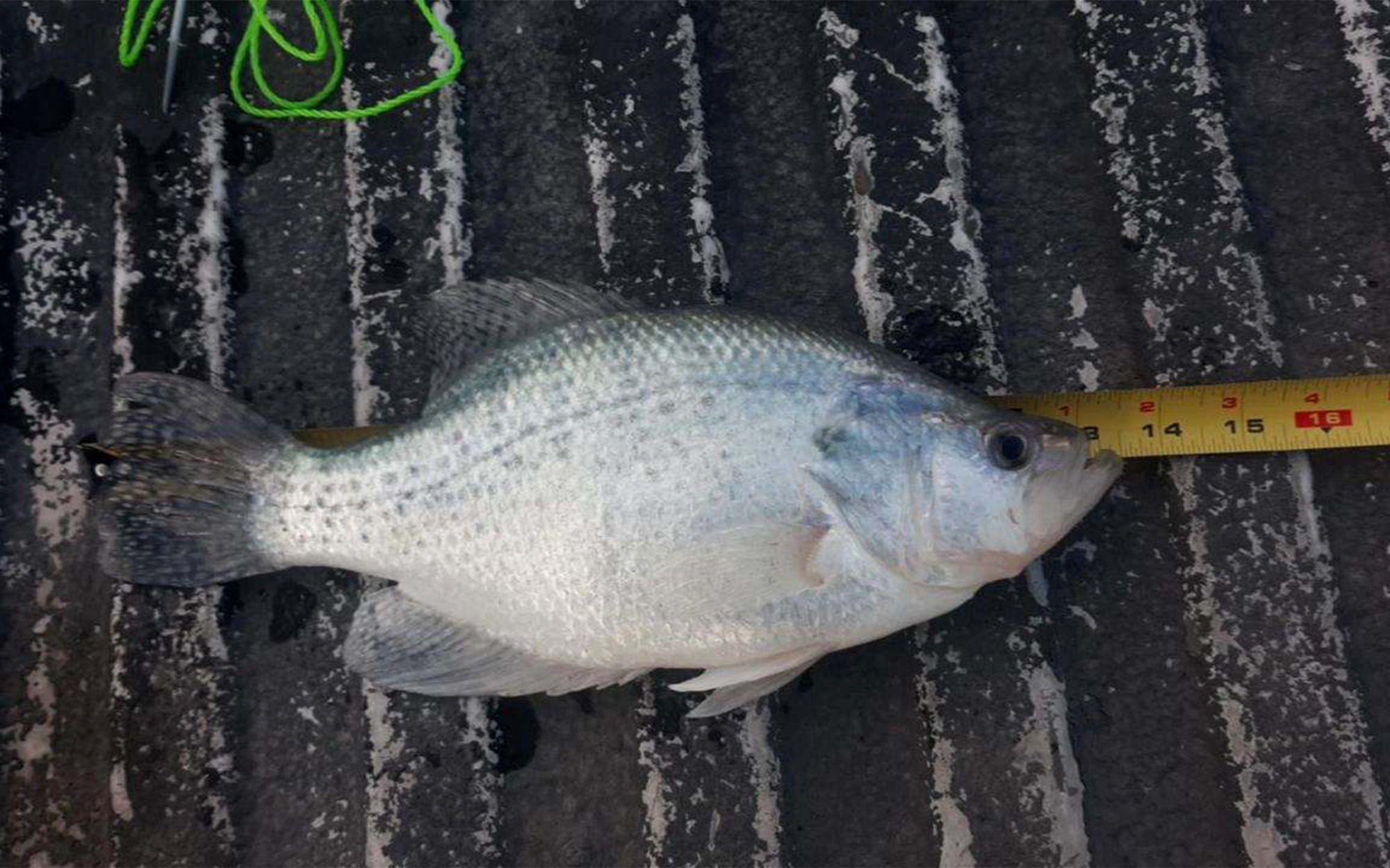 A closeup of a white crappie on a tape measure.