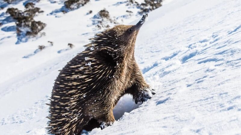 Viral Photos Show Adorable Echidnas in the Snow