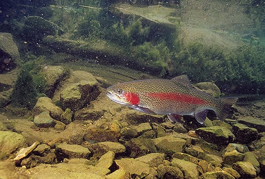 Want to try Pennsylvania’s trout waters on the ice? Here’s how to do it – Outdoor News