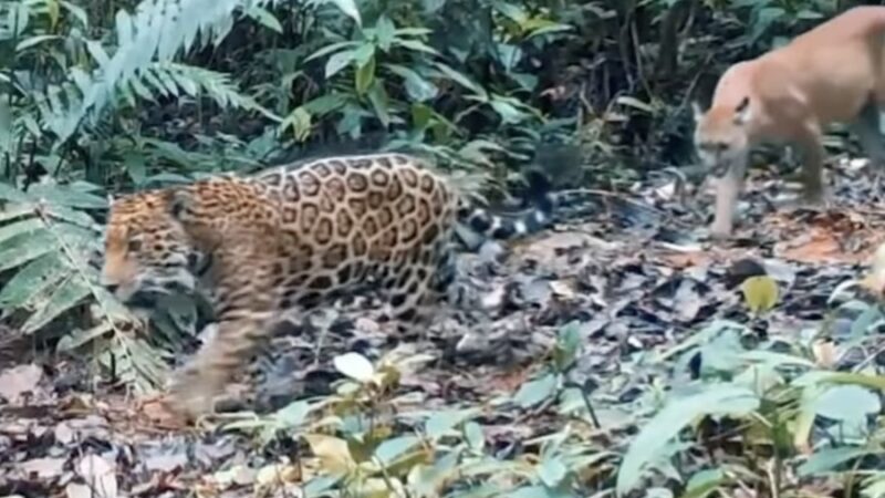 WATCH: A Jaguar and a Puma Hang out in Costa Rica? Not Quite.