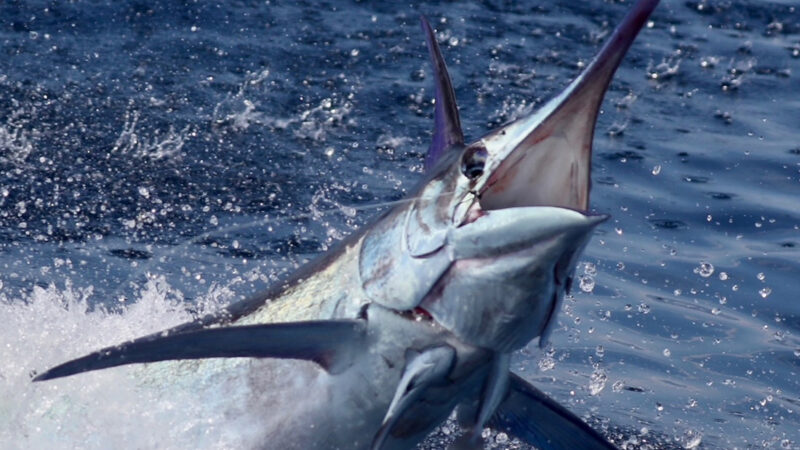 Watch: Anglers Toss Rod Overboard So They Can Land Two Blue Marlin at Once