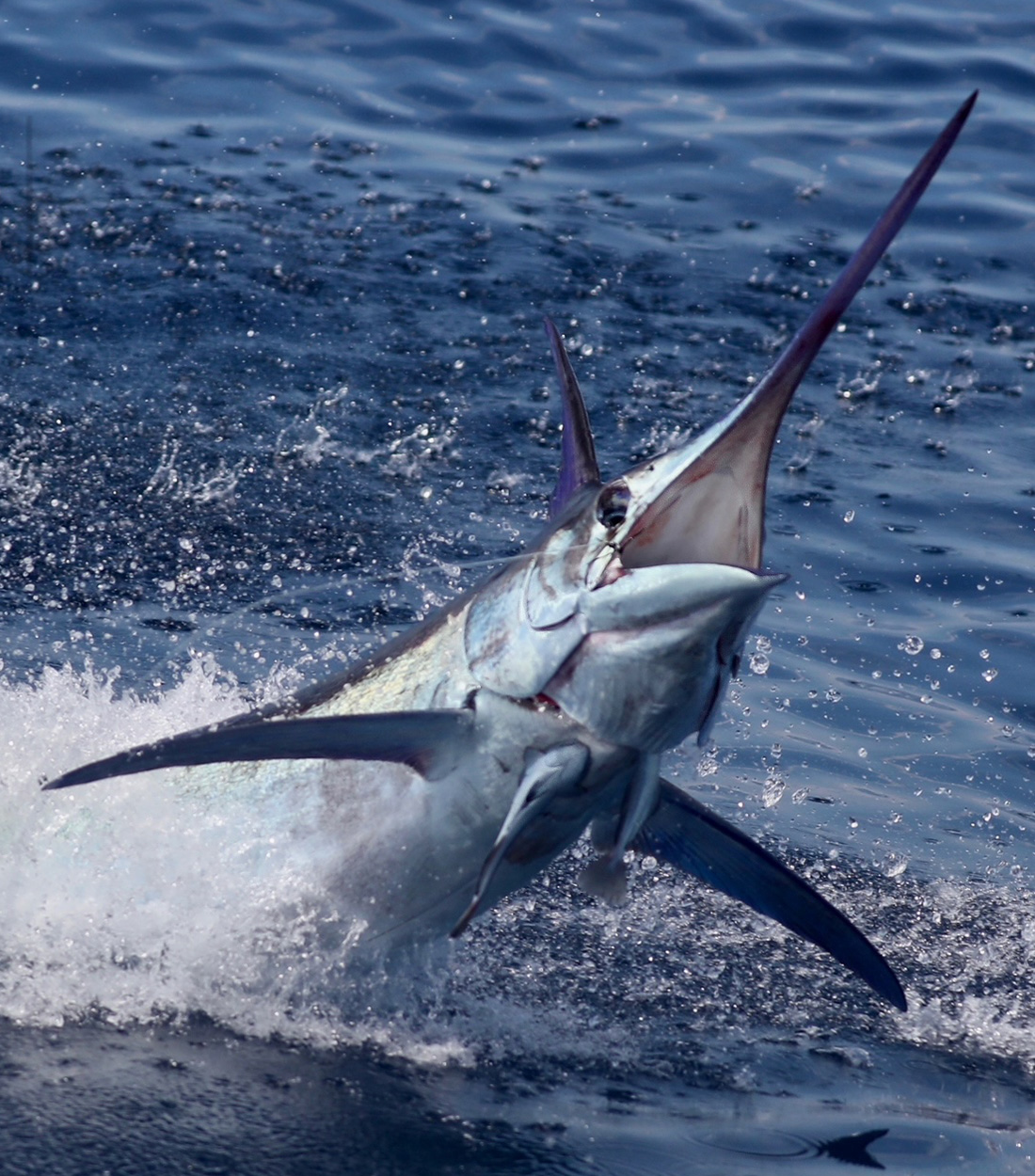 A close-up of a big blue marlin leaping out of the water.