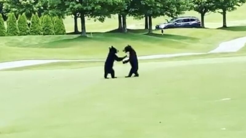 WATCH: Baby Bears Wrestle on a Mountain Golf Course