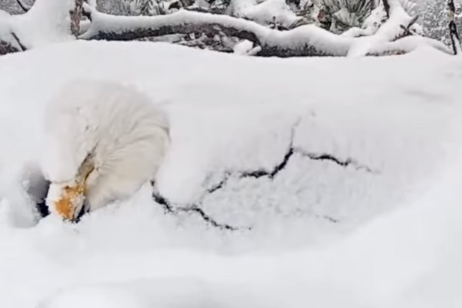 WATCH: Bald Eagle Protects Her Nest From California Snow Storm