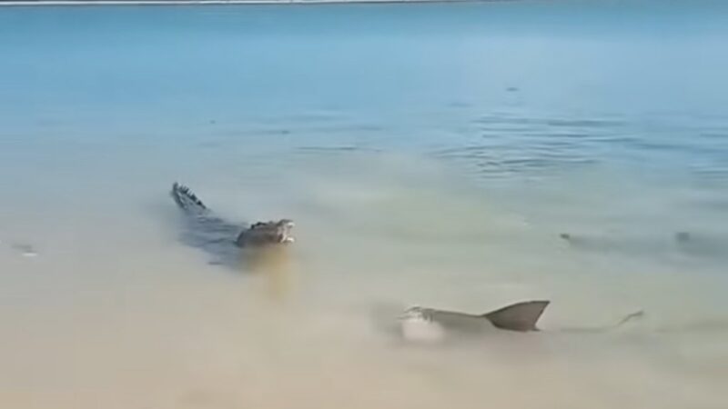 WATCH: Croc and Shark Battle for Territory in Australia