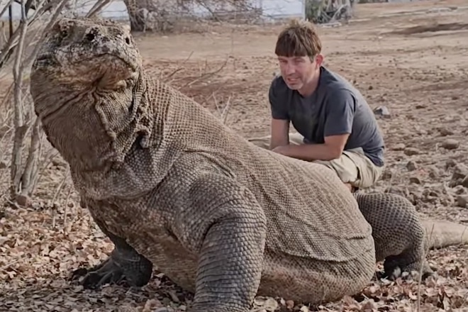 WATCH: Did You Realize Komodo Dragons Were THIS Big?