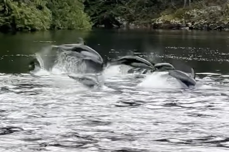 WATCH: Dolphins Put on Spectacular Show for Hiker and Her Dog