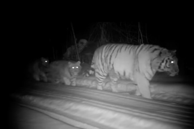 WATCH: Entire Family of Tigers Passes by Trail Cam