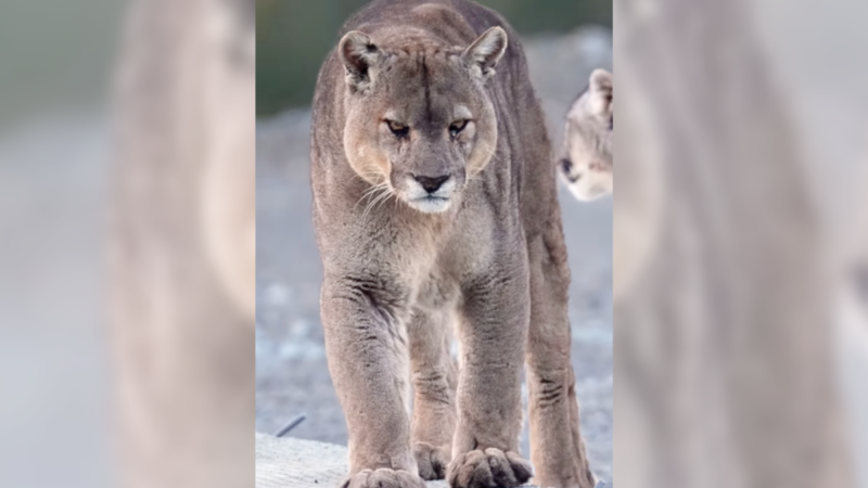 WATCH: ‘Gangsta Cat’ Is the Most Intense Puma You’ll Ever See