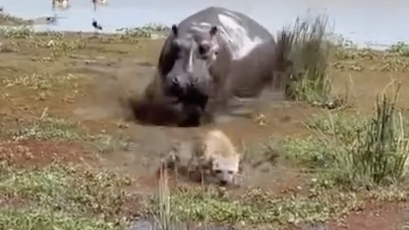 WATCH: Hyena Mistakes Sleeping Hippo for a Dead Hippo (Oops)