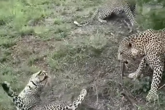 WATCH: Leopard vs. Leopard vs. Leopard (!) in South Africa