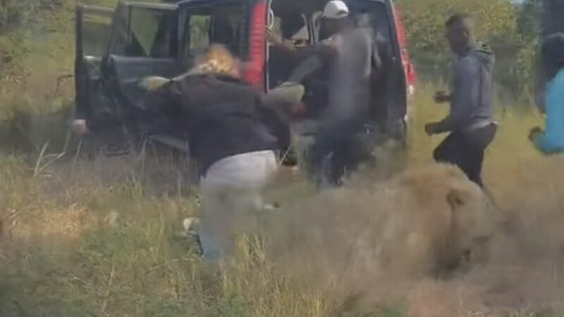 WATCH: Sedated Lion Wakes up, Everyone Scatters for Dear Life