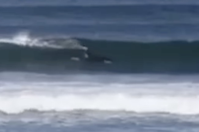 WATCH: Surfers Stunned When Orcas Start Surfing Too