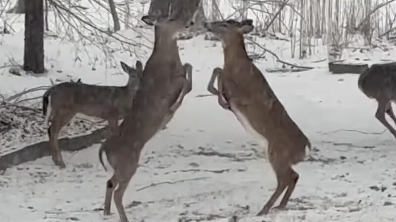 WATCH: Two Deer Get Into a Fight in a New York Backyard