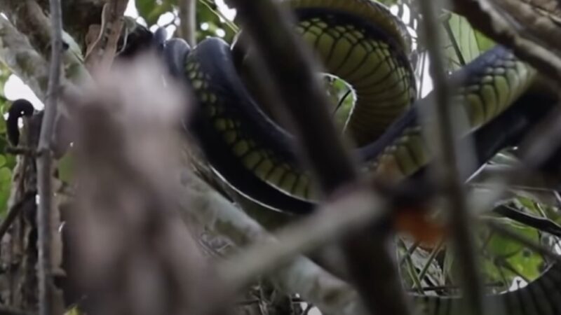 WATCH: Very Rare Footage of Wild Mambas Mating