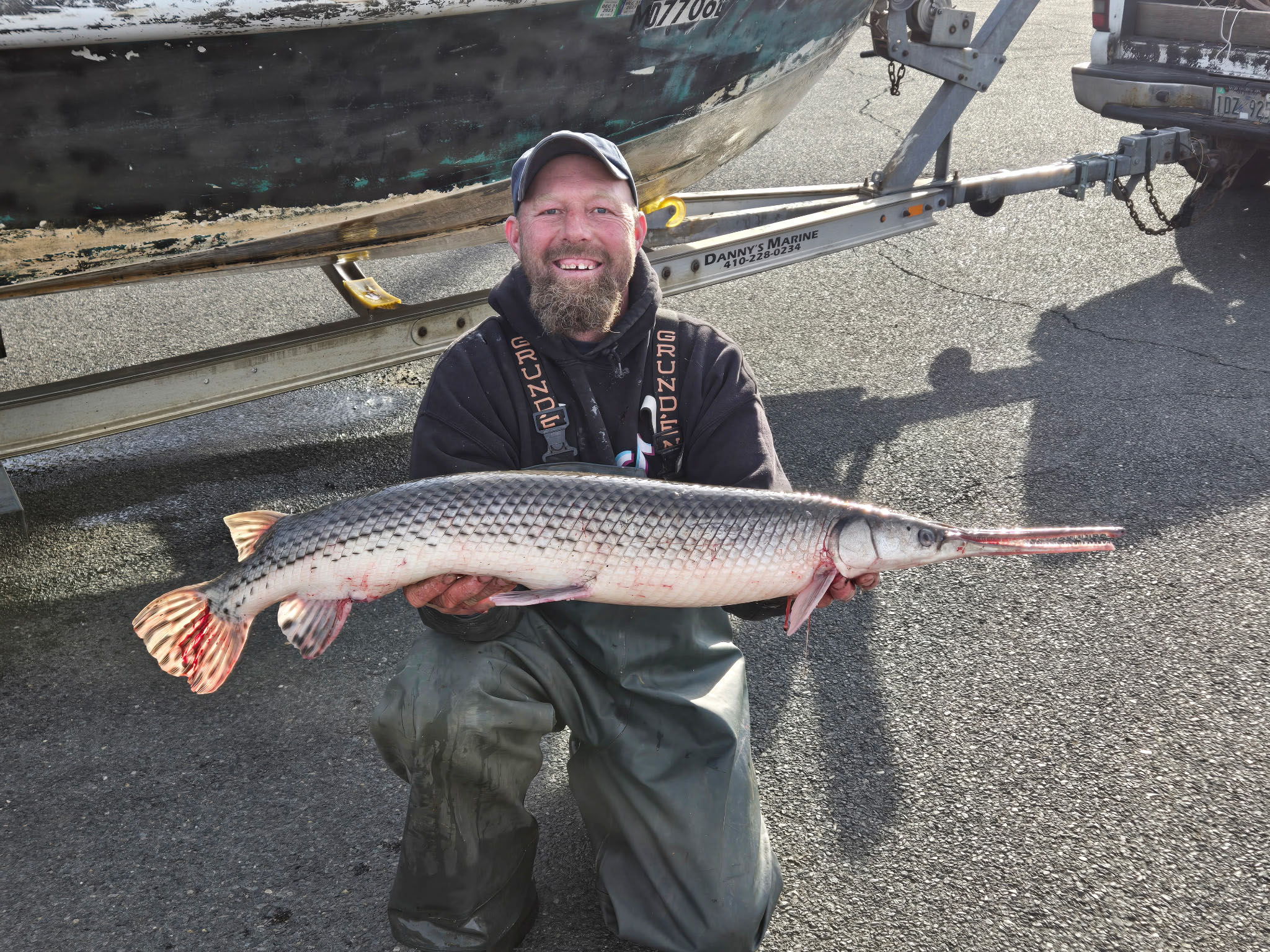 A longnose gar in Maryland