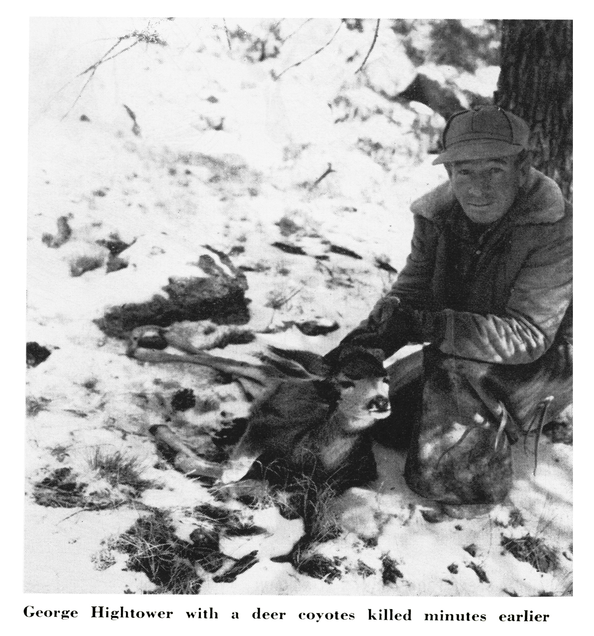 A hunter kneels by a mule deer killed by coyotes