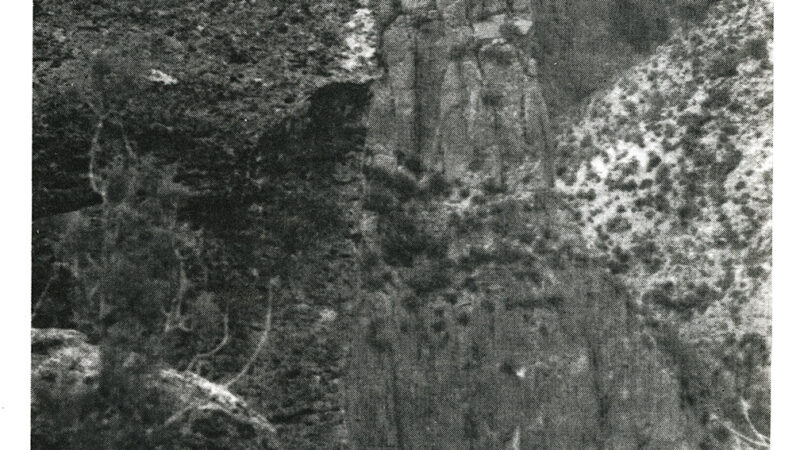 We Tracked a Cougar into a Box Canyon Maze. The Cliffs Almost Killed Us and Our Horses