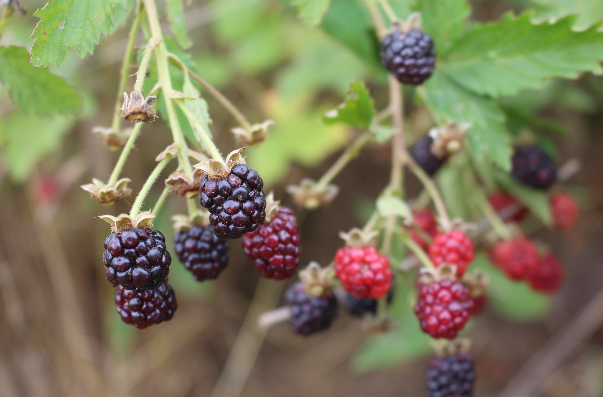 Black bears love to eat ripe wild raspberries.