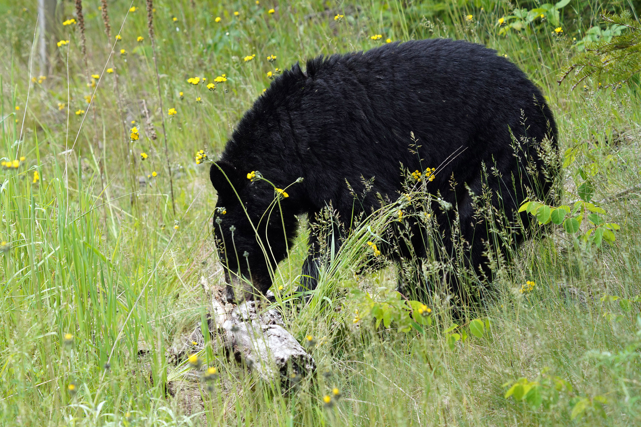 A black bear rolls over al log to feed on grubs.