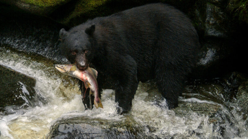 What Do Black Bears Eat?