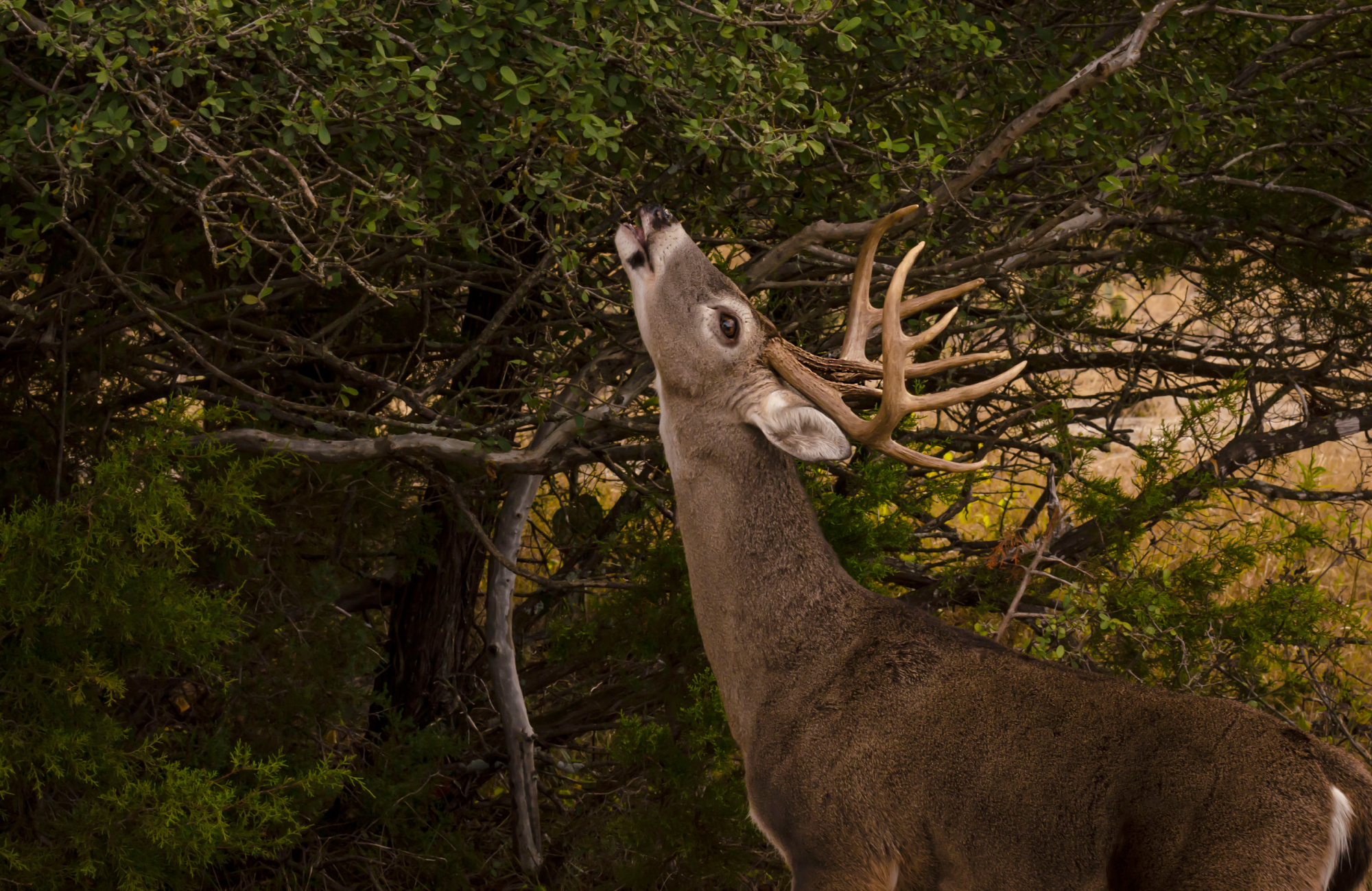 whitetail buck eating browse