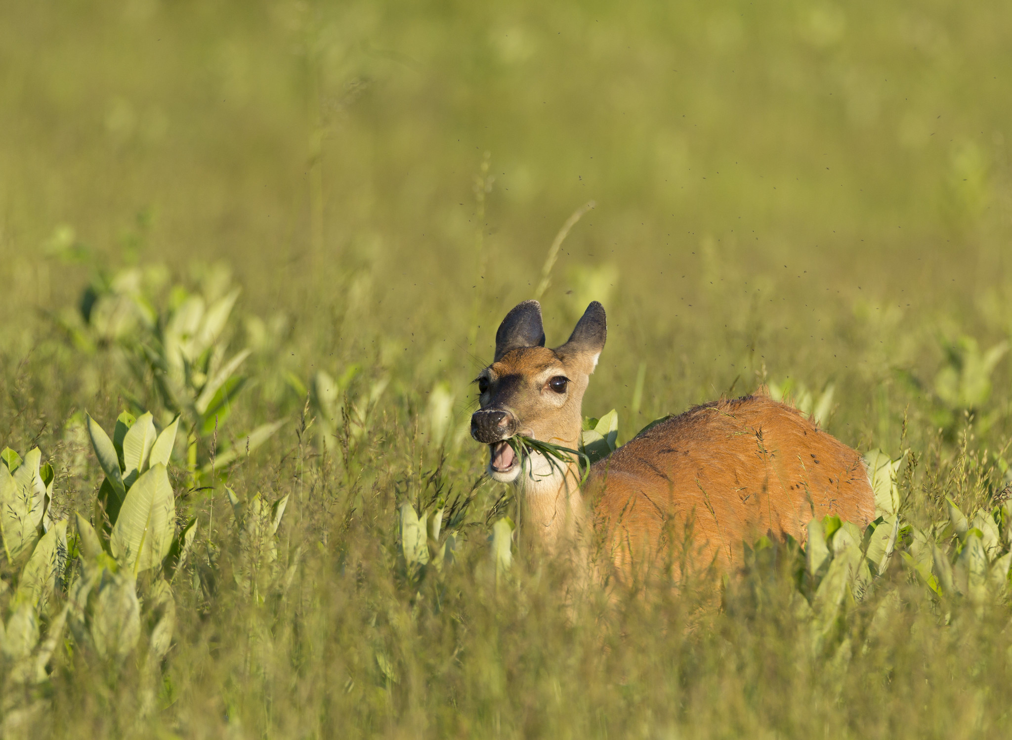 A whitetail deer chomps on grass in Tennessee.