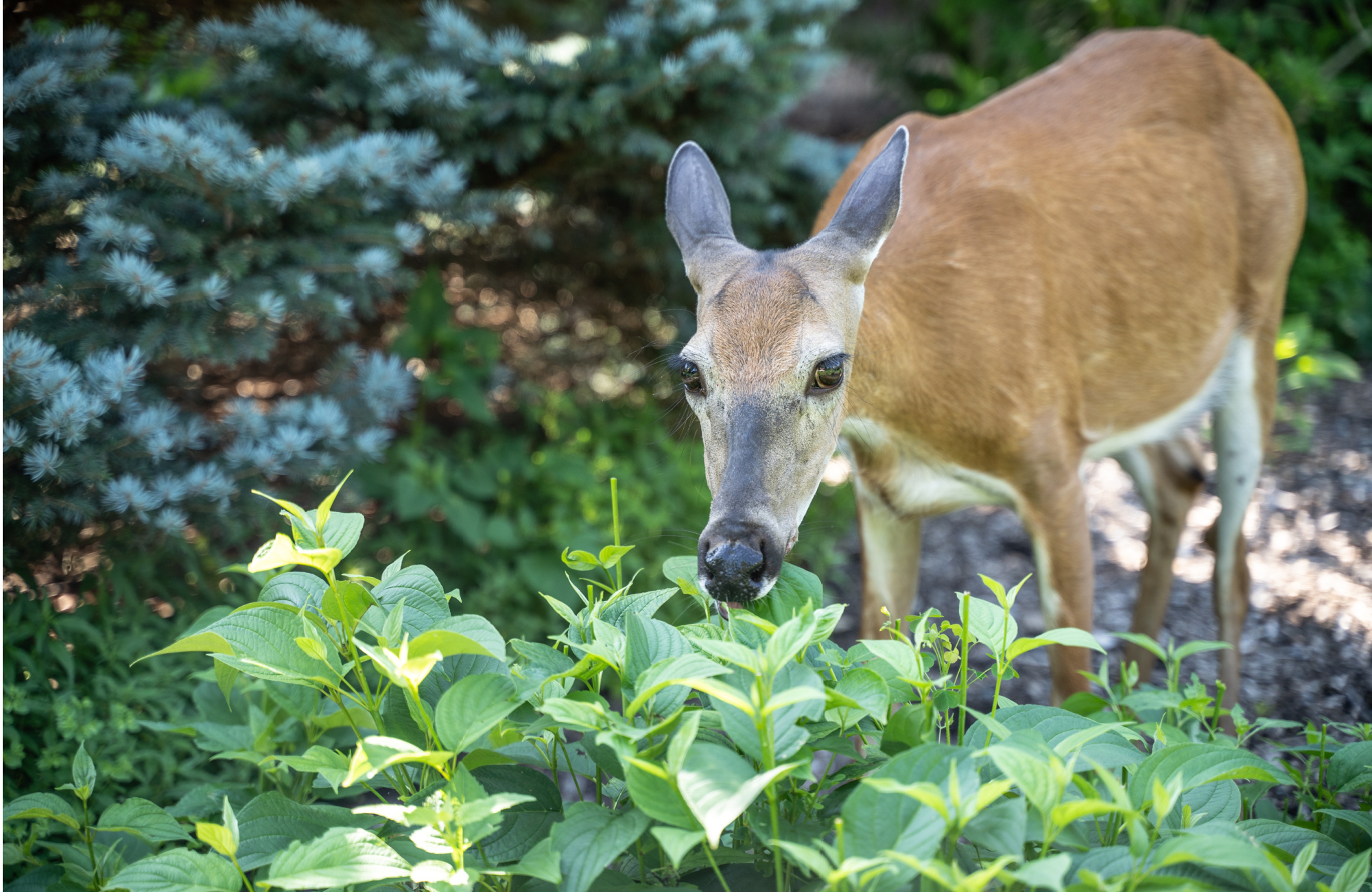 A doe takes a bite out of an ornamental plant