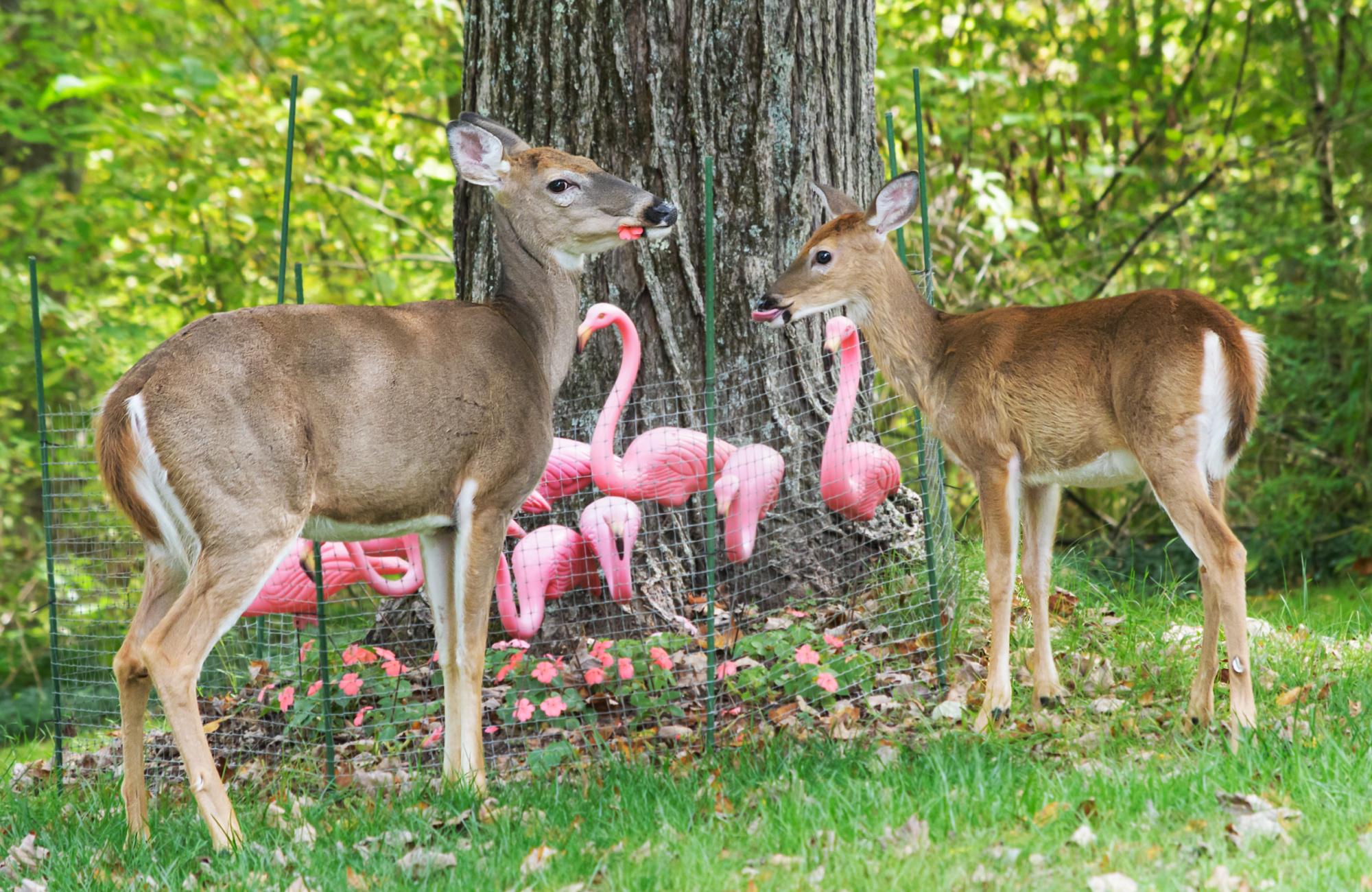 A pair of deer eat impatiens petals, an ornamental flower.