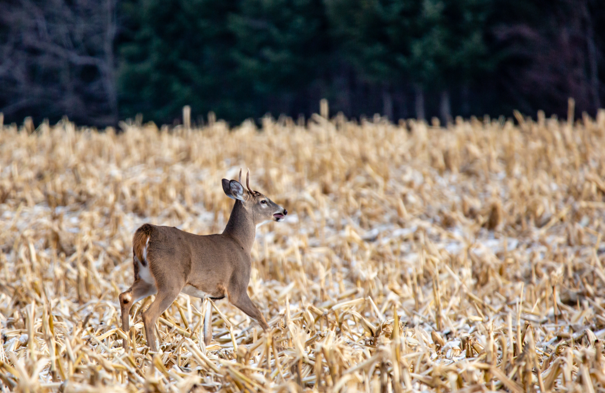 A spike buck runs through an ag field