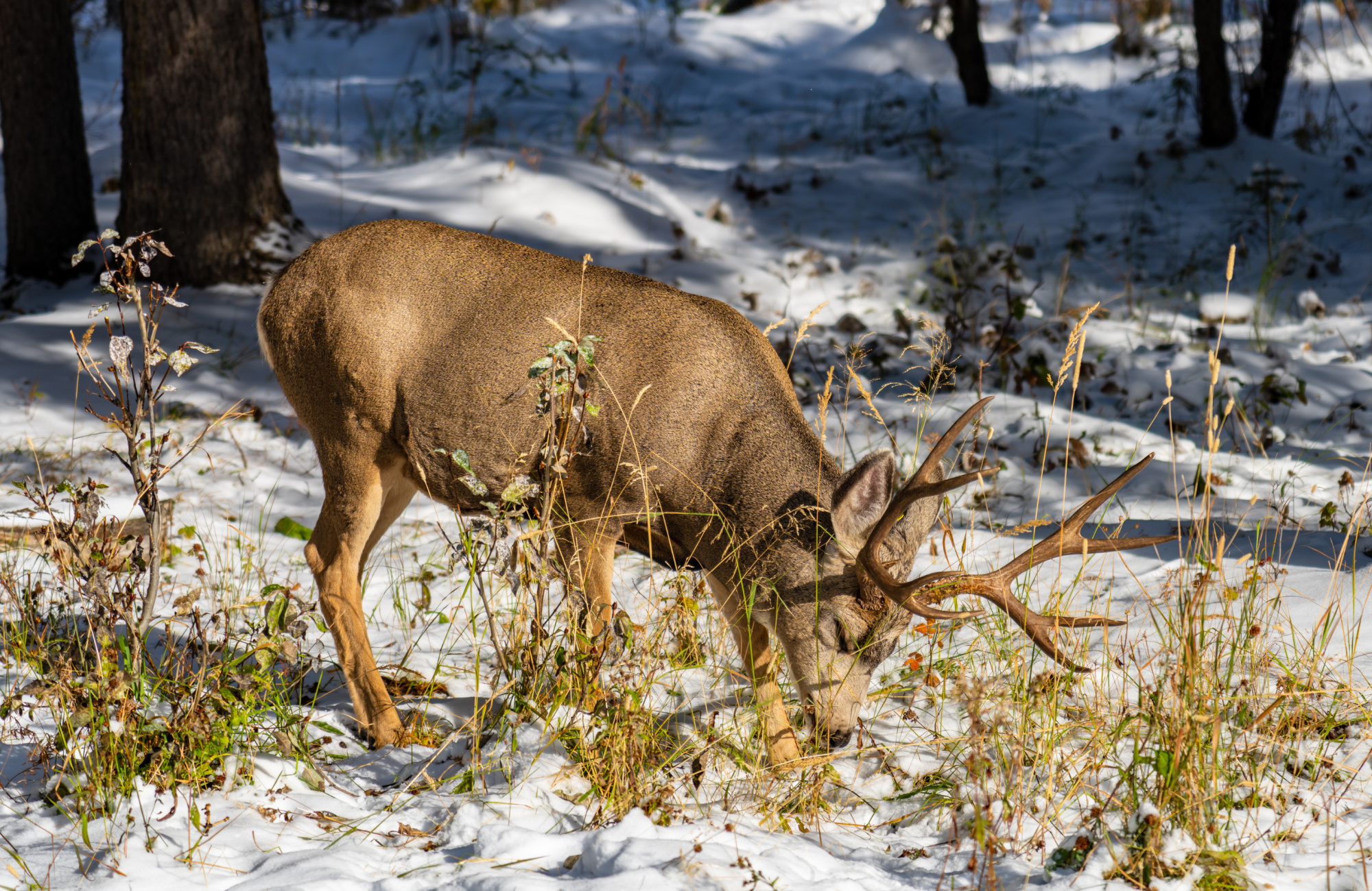 A mule deer buck nibbles on exposed growth through the snow.