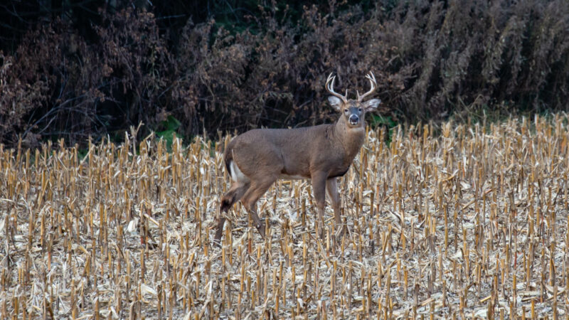 What Do Deer Eat? Almost Anything, But These 80+ Foods Are Their Favorites