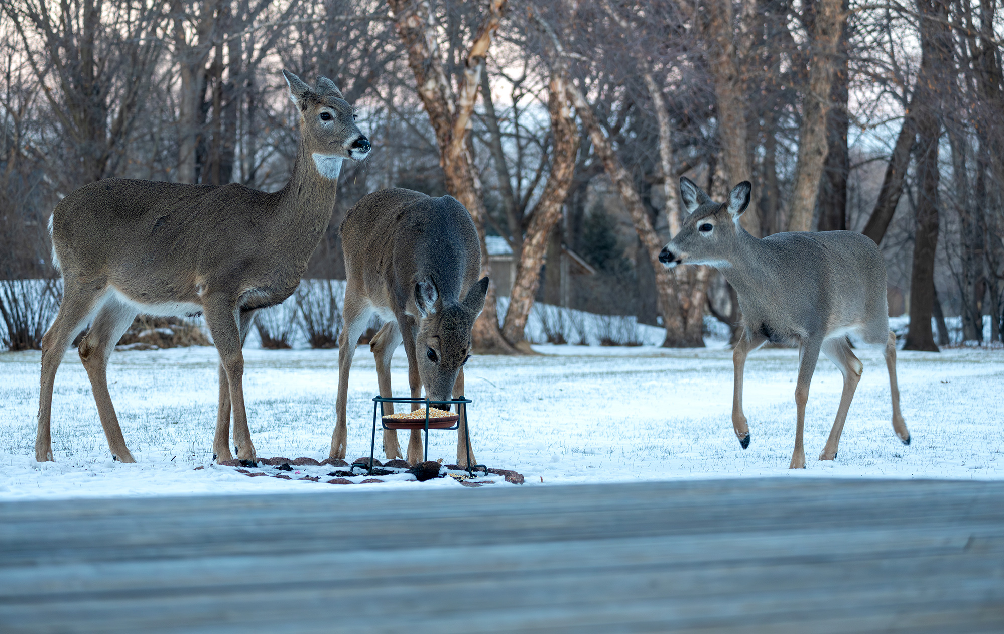 Three whitetails surround a feeder piled with corn.