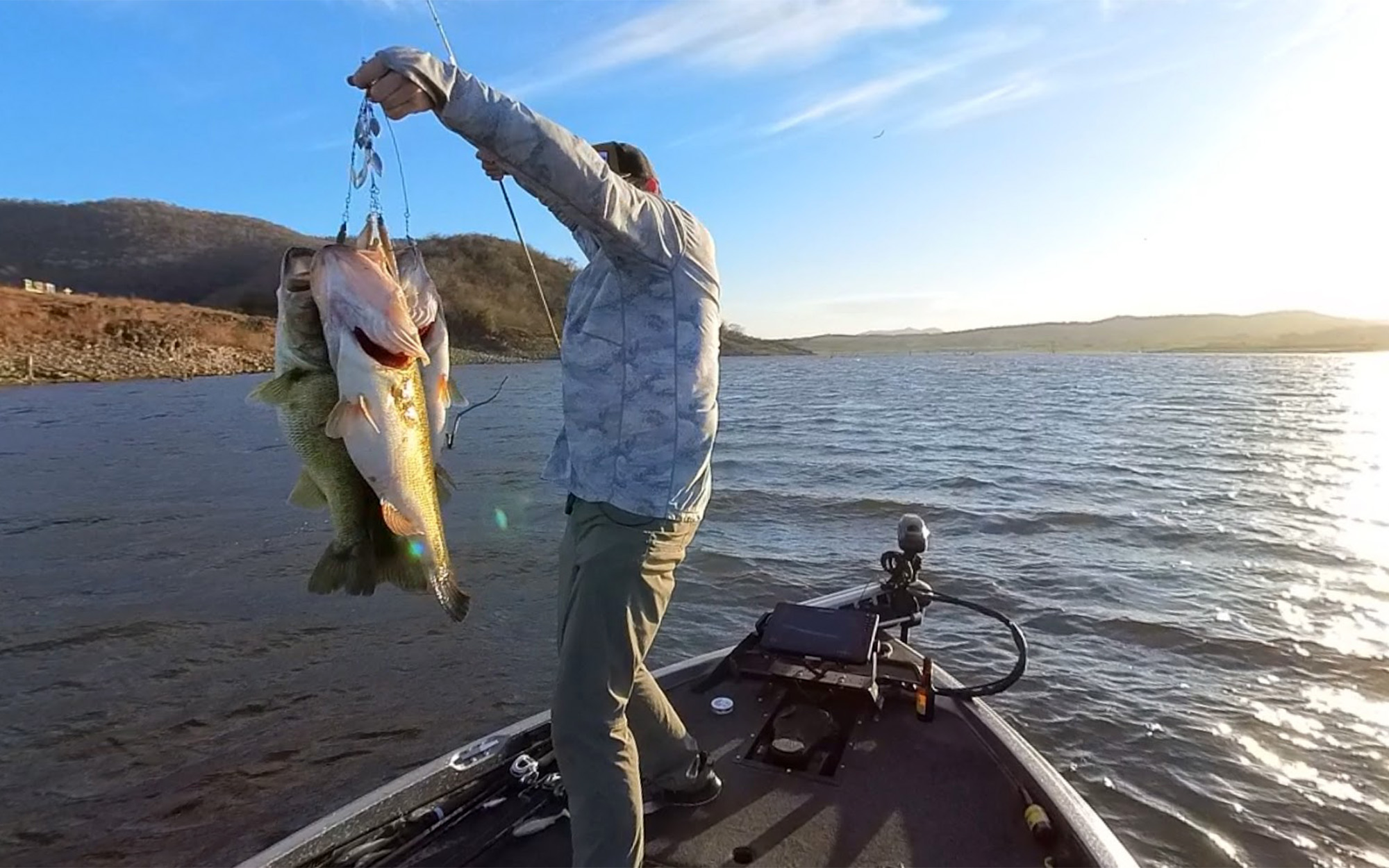 An angler holds up three bass he caught on one rig.