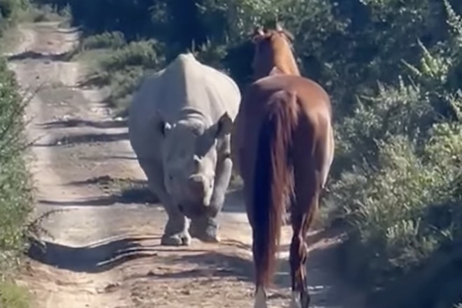 What Happens When a Rhino Meets a Horse for the First Time?