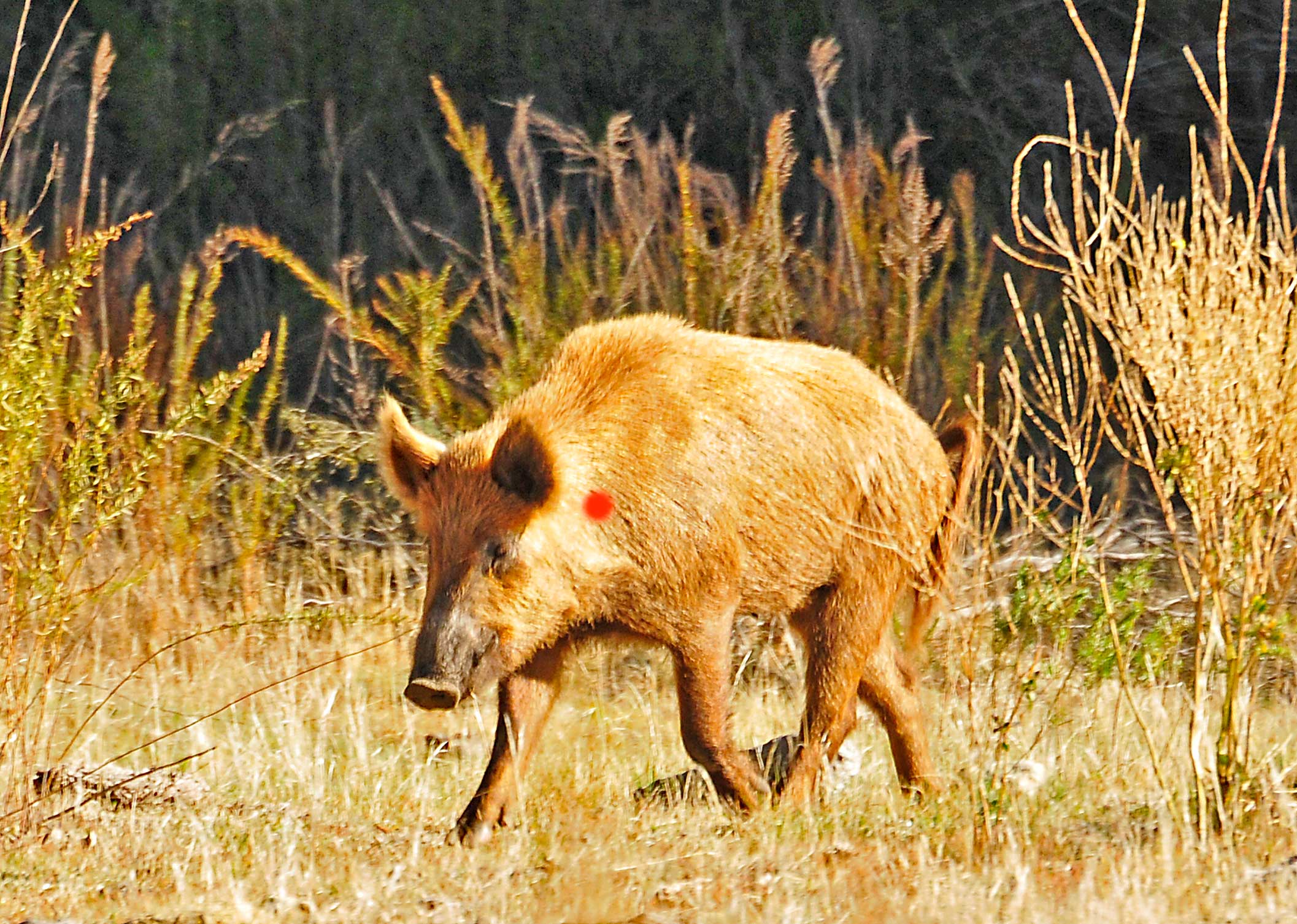 where to shoot a hog