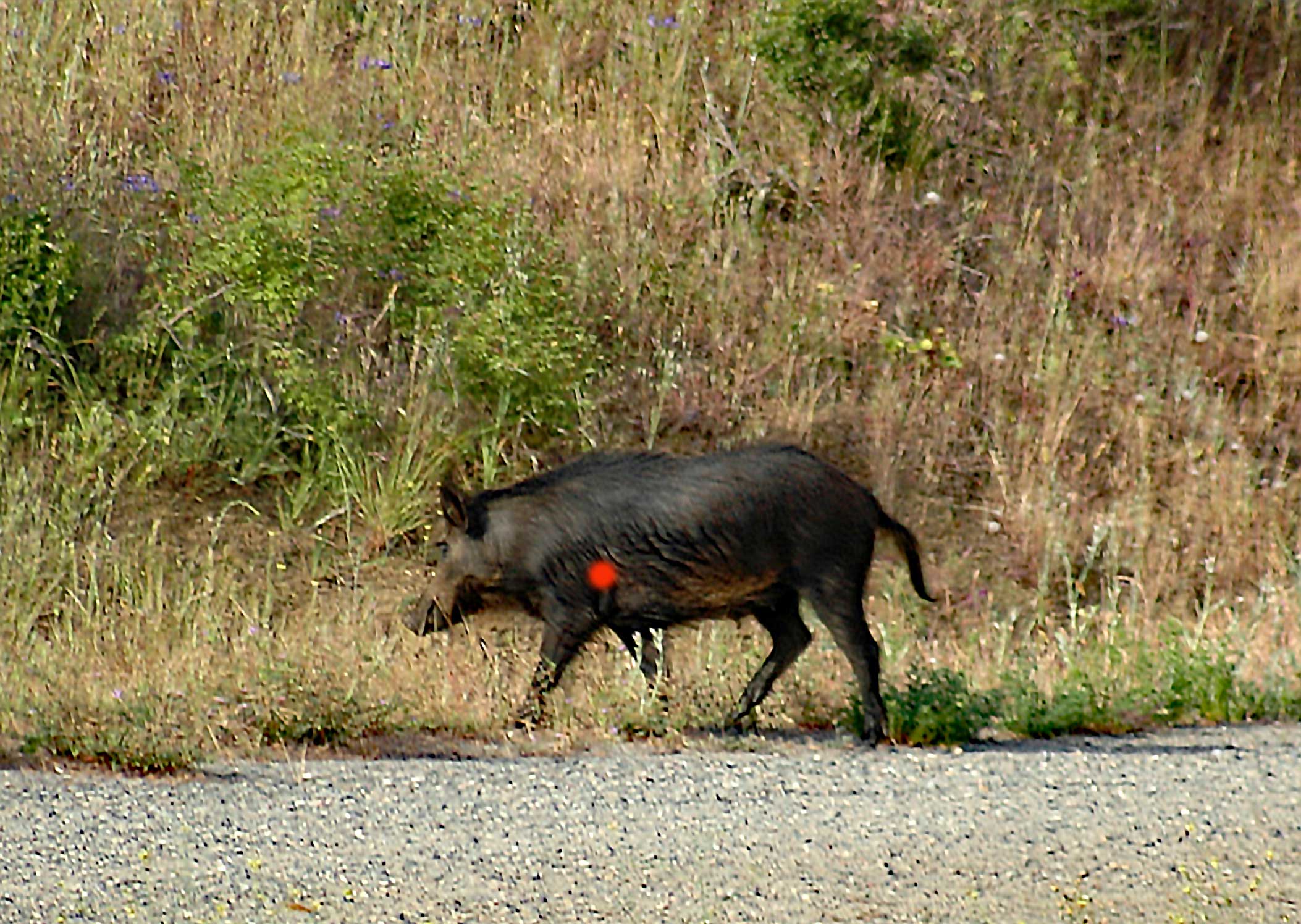 wherer to shoot a hog