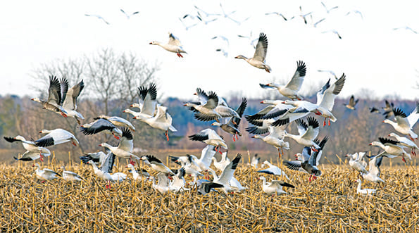 Why pursue light geese in springtime? The reasons are many – Outdoor News