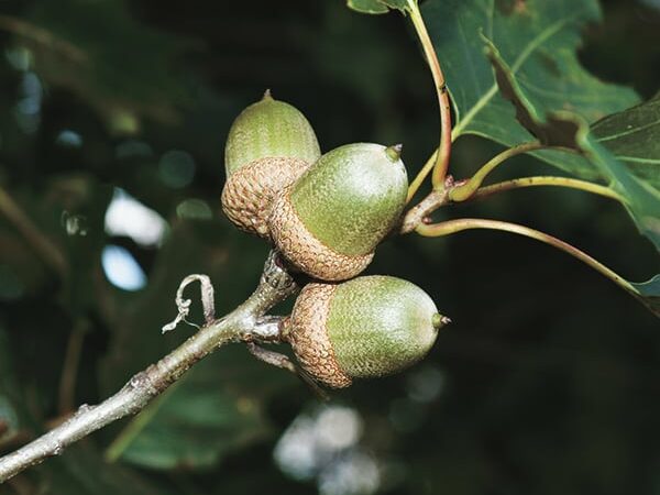 WI Daily Update: Oak seedlings available for purchase – Outdoor News